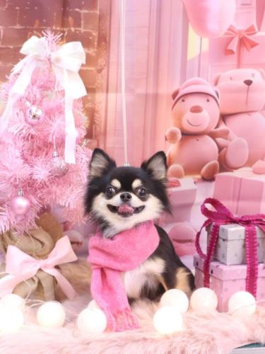 20241212ボスくん